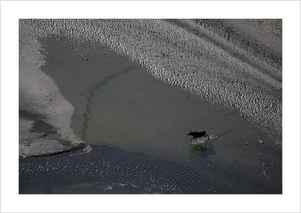 Aerial of a European elk  /  Moose (Alces alces) crossing sand spit in the Rapadalen valley