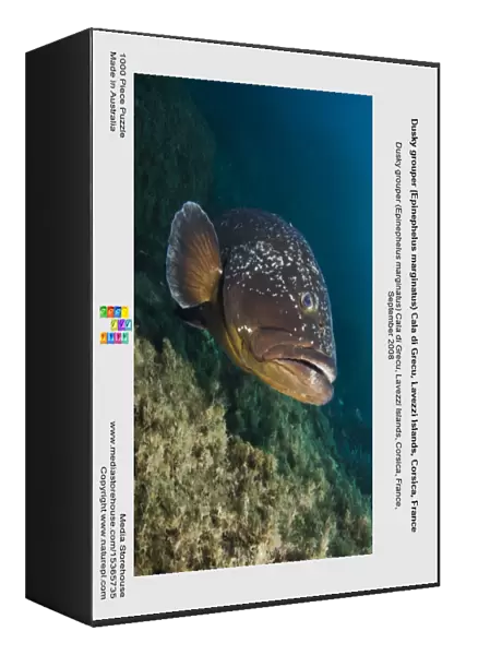 Dusky grouper (Epinephelus marginatus) Cala di Grecu, Lavezzi Islands, Corsica, France