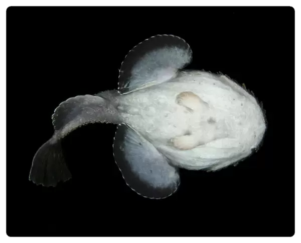 Anglerfish (Lophius piscatorius) underside, Saltstraumen, Bod, Norway, October 2008