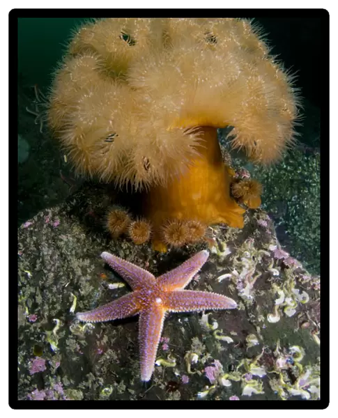 Common starfish (Asterias rubens) by a large Anemone, Saltstraumen, Bod, Norway