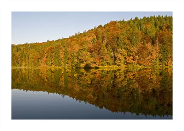 Forest reflected on Proscansko lakes surface, Upper lakes, Plitvice National Park Croatia
