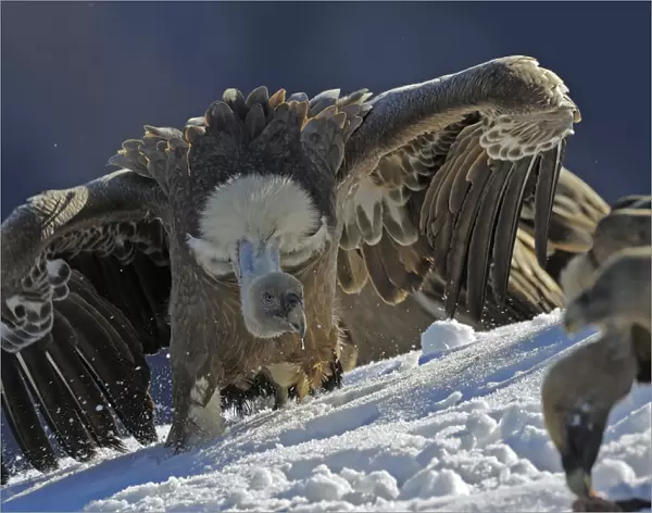 Griffon vulture (Gyps fulvus) with open wings, Cebollar, Torla, Aragon, Spain, November 2008