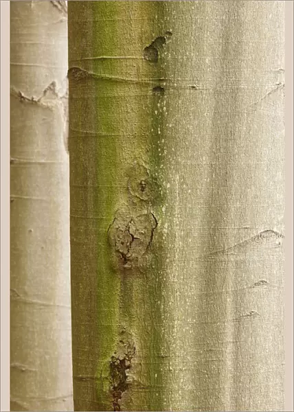 Close up of tree trunks on Stribrne Steny (459m) Hrensko, Ceske Svycarsko  /  Bohemian