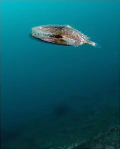 Queen scallop (Chlamys  /  Aequipecten opercularis) swimming, Lofoten, Norway, November