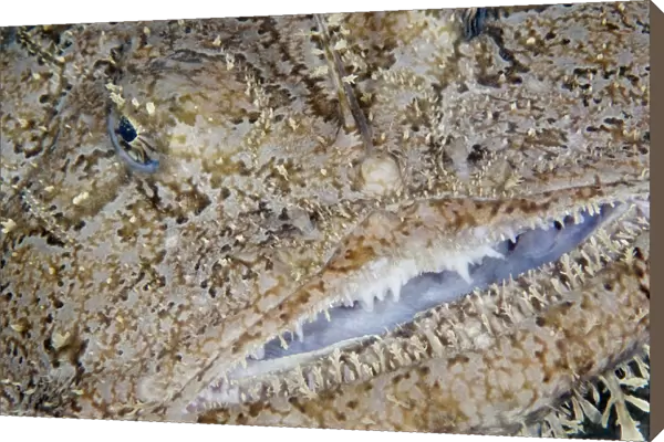 Monkfish  /  Allmouth (Lophius piscotorius) close-up of face, Lofoten, Norway, November