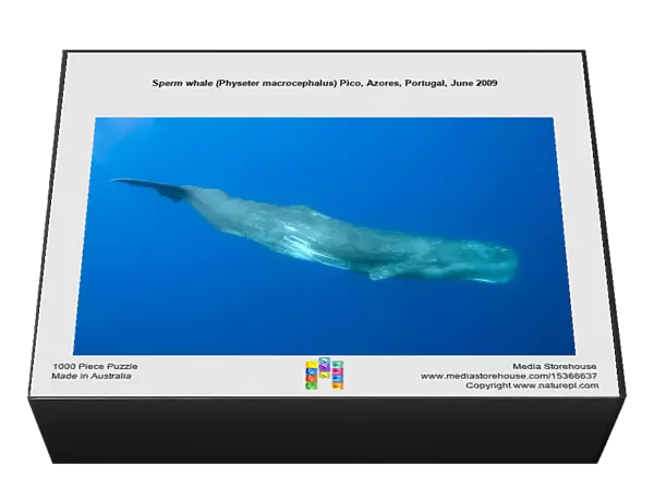 Sperm whale (Physeter macrocephalus) Pico, Azores, Portugal, June 2009