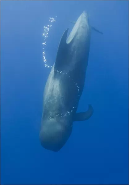Short finned pilot whale (Globicephala macrorhynchus) diving with air bubble trail