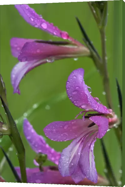 Field gladiolus (Gladiolus italicus) close-up of flowers covered in raindrops, Limassol