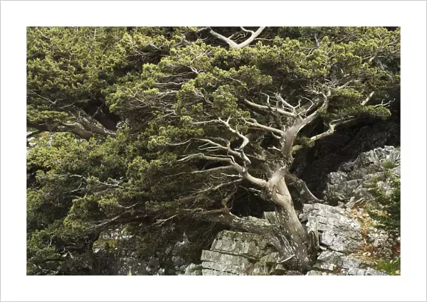 Cretan  /  Mediterranean cypress (Cupressus sempervirens) growing on rock, Imbros, Crete
