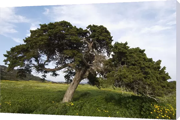A big Mediterranean cypress (Cupressus sempervirens) tree, Karpaz Peninsula, Cyprus
