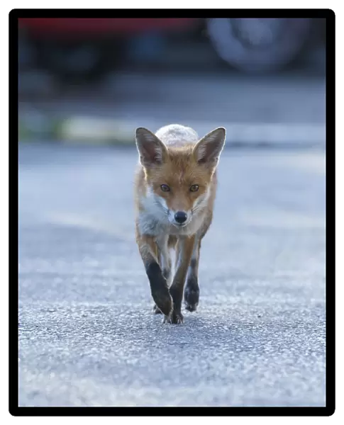 Urban Red fox (Vulpes vulpes) walking down road, London, May