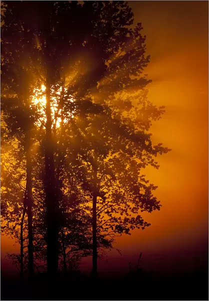 Sun filtering through mist at dawn silhouetting trees, Bergslagen, Sweden, June 2009
