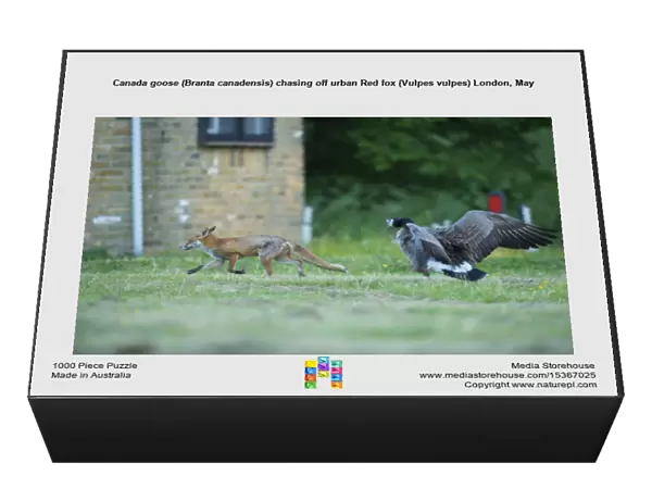 Canada goose (Branta canadensis) chasing off urban Red fox (Vulpes vulpes) London, May