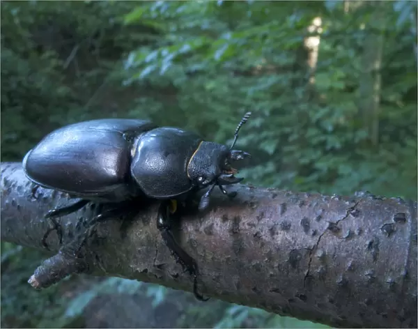 Female Stag beetle {Lucanus cervus} on a branch, Codrii Reserve, Central Moldova, June