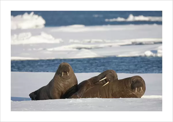 Three Walrus (Odobenus rosmarus) resting on sea ice, Svalbard, Norway, August 2009
