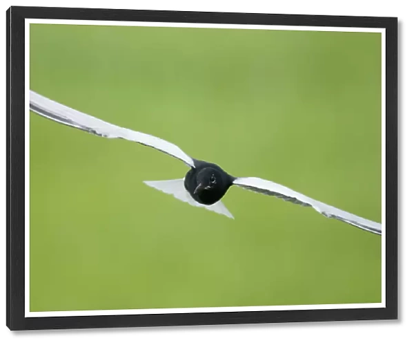 White winged black tern (Chlidonias Leucopterus) in flight, Prypiat river, Belarus