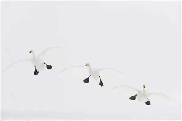 Three Whooper swans (Cygnus cygnus) in flight, Lake Tysslingen, Sweden, March 2009 WWE BOOK