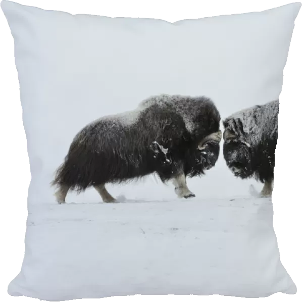 Two Muskox (Ovibos moschatus) face to face, Dovrefjell National Park, Norway, February