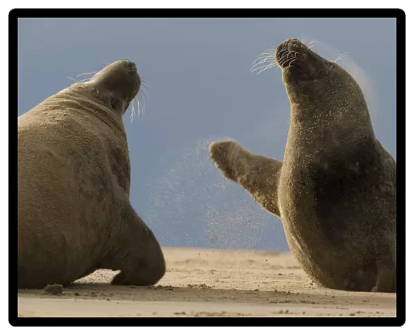 Two Grey seals (Halichoerus grypus) fighting, Donna Nook, Lincolnshire, UK, November 2008