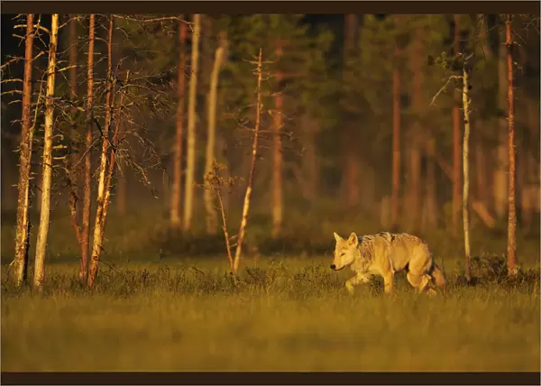 European  /  Grey wolf (Canis lupus) at sunset, Kuhmo, Finland, July 2009