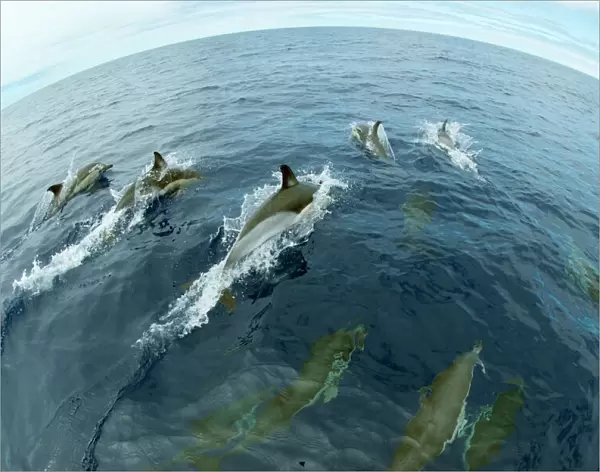 Common dolphins (Delphinus delphis) surfacing, Fisheye lens. Pico, Azores, Portugal
