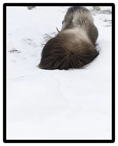 Rear view of Muskox (Ovibos moschatus) lying in snow, Dovrefjell National Park, Norway