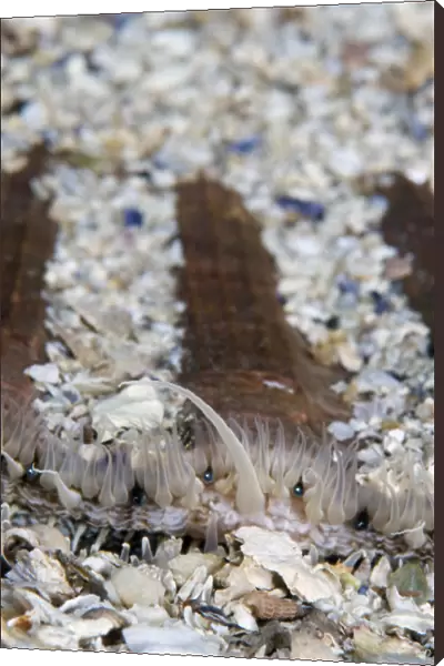 Giant  /  King scallop (Pecten maximus) seabed covered in shells, Moere coastline, Norway