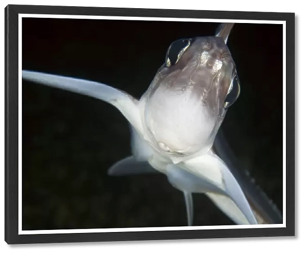 Close up of Ratfish  /  Ghost shark (Chimaera monstrosa) Trondheimsfjorden, Norway