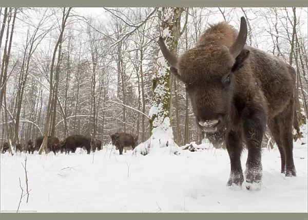 European bison (Bison bonasus) by winter feeding area, Bialowieza forest, Poland