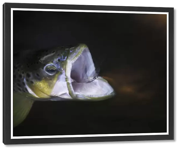 Brown trout (Salmo trutta) hunting, mouth wide open around Mayfly (Ephemera Danica) Dala river