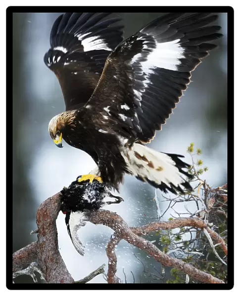 Golden eagle (Aquila chrysaetos) in tree with dead bird, wings out stretched, Flatanger