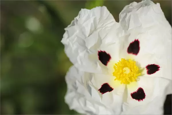 Common gum cistus (Cistus ladanifer) flower, Monfrague National Park, Extremadura