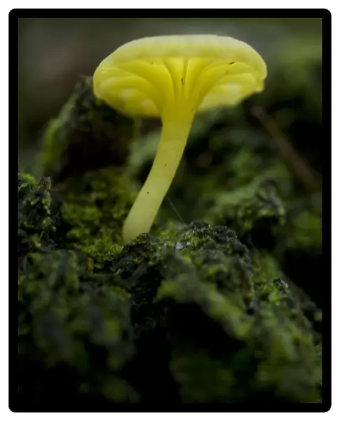 Musroom in forest near Zmijinje Lake, Durmitor NP, Montenegro, October 2008