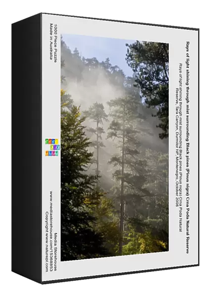 Rays of light shining through mist surrounding Black pines (Pinus nigra) Crna Poda Natural Reserve