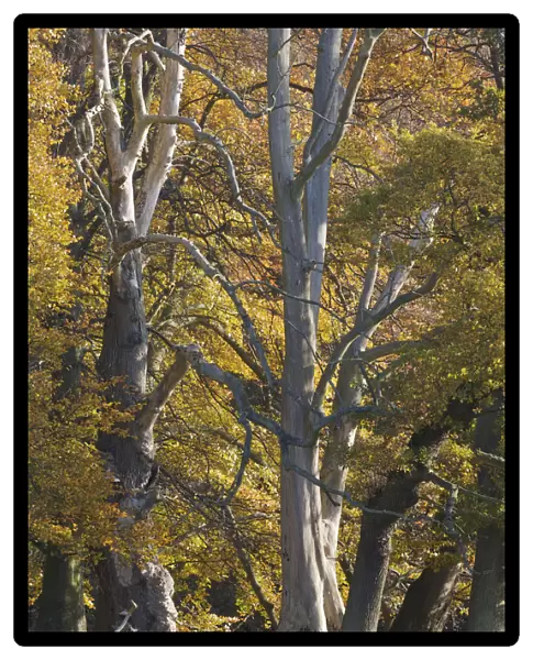 European oak (Quercus robur) trees, Klampenborg Dyrehaven, Denmark, October 2008