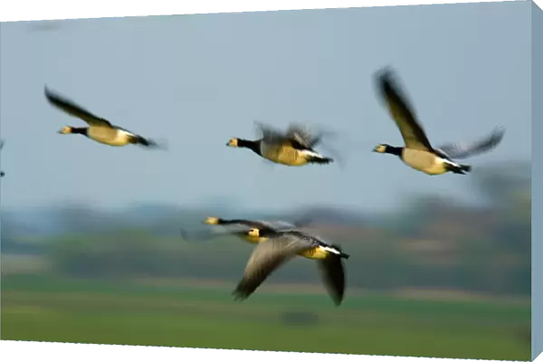 Barnacle geese (Branta leucopsis) in flight, Westerhever, Germany, April 2009