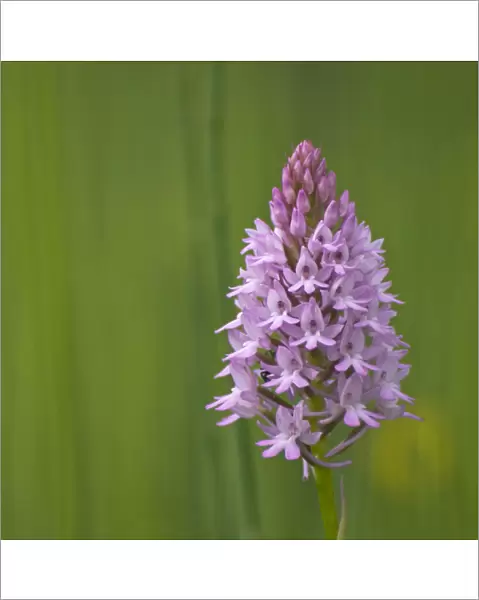 Pyramidal orchid {Anacamptis pyramidalis} Pollino National Park, Basilicata, Italy