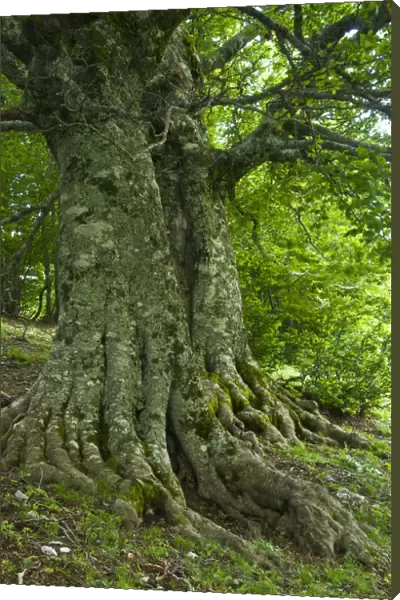 Old European beech trees (Fagus sylvatica) Pollino National Park, Basilicata, Italy