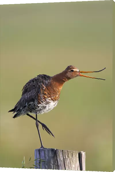 Black tailed godwit (Limosa limosa) standing on one leg on post calling, Texel, Netherlands
