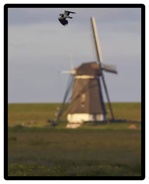 Lapwing (Vanellus vanellus) flying past windmill, Texel, Netherlands, May 2009