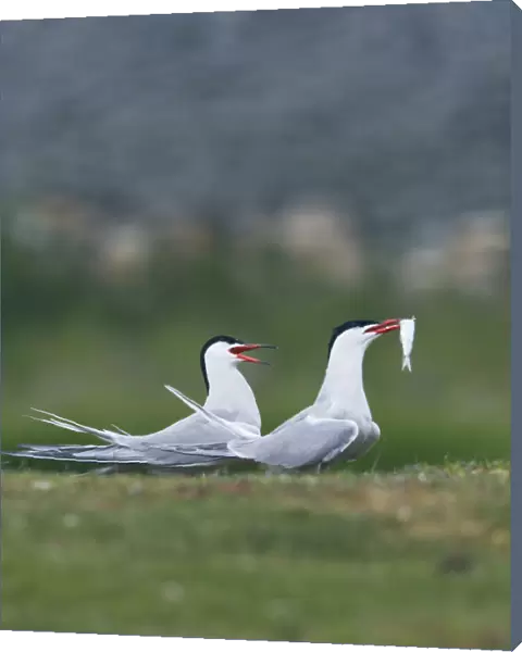 Two Common terns (Sterna hirundo) one with fish in its beak, the other calling, Texel