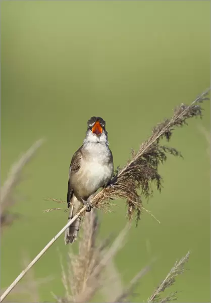 Great reed warbler (Acrocephalus arundinaceus) perched on reed, singing, Eastern Slowakia