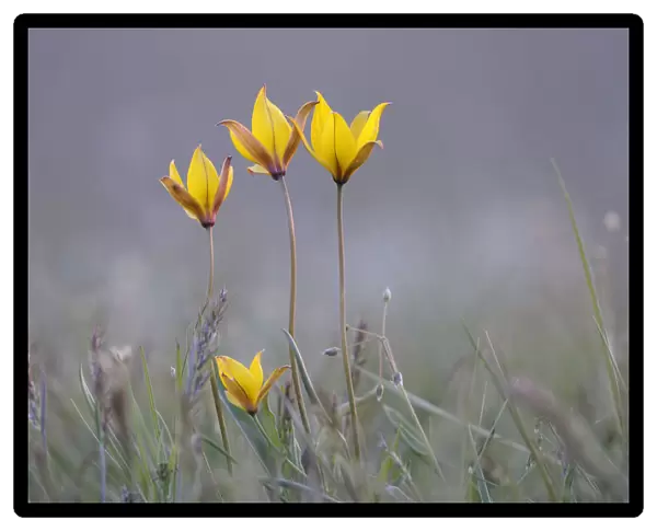 Four rare yellow Bieberstein tulips (Tulipa biebersteiniana) in flower, Rostovsky Nature Reserve