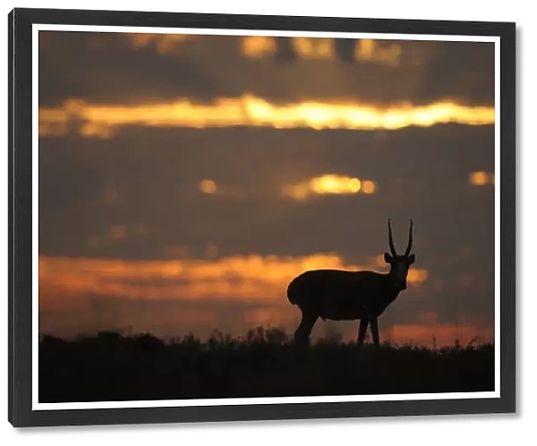 Male Saiga antelope (Saiga tatarica) silhouetted, Cherniye Zemli (Black Earth) Nature Reserve