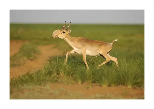 Male Saiga antelope (Saiga tatarica) running, Cherniye Zemli (Black Earth) Nature Reserve