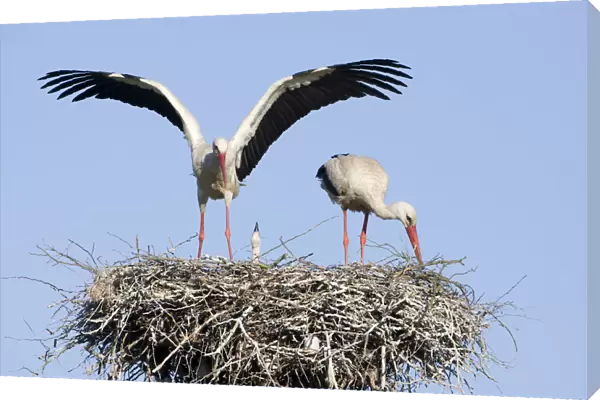 White stork (Ciconia ciconia) pair at nest site with chick, Lithuania, May 2009
