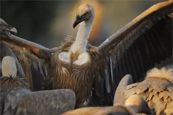 Griffon vulture (Gyps fulvus) with wings outstretched, Montejo de la Vega, Segovia