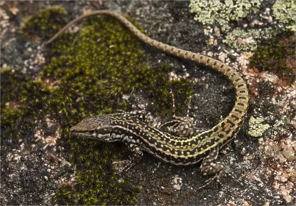 Iberian Wall Lizard (Podarcis hispanica) on rock, Sierra de Andjar Natural Park