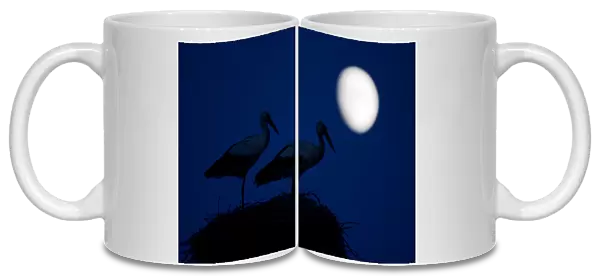 White stork (Ciconia ciconia) pair at nest, dusk, with moon, Nemunas Delta, Lithuania