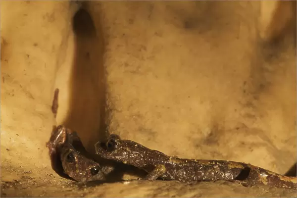 Two Apennines  /  Italian cave salamanders (Speleomantes italicus) on rock face, San Marino